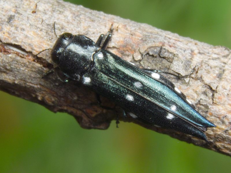 Agrilus guerinii Lacordaire in Boisduval & Lacordaire, 1835